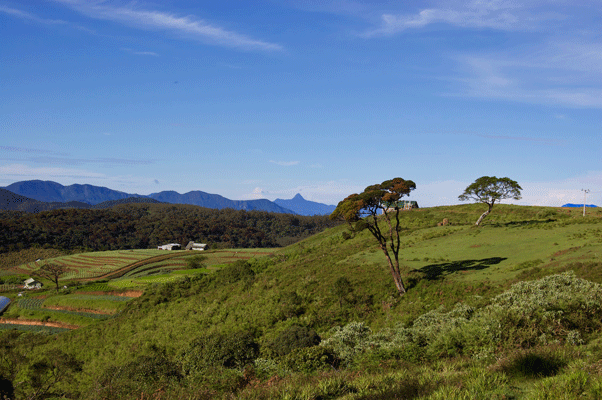 Tea estate in Nuwera Eliya with Adam's Peak visible