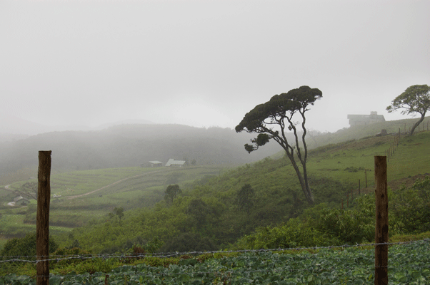 Mistry view of tea estate in Nuwera Eliya